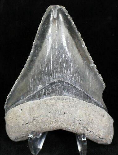 Bone Valley Megalodon Tooth #22144